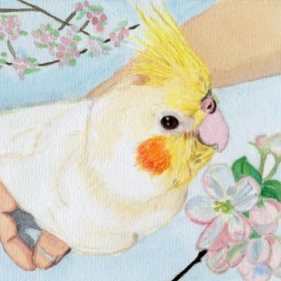 🐤鳥専門水彩画家 / 🐦インコと幼少期を共に過ごしました / 🎨透明水彩絵の具で愛鳥さんにお花を添えて描きます/2018年からココナラにて活動開始/2021年から家庭の事情で活動休止中です