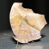 KaPhokweni (@buthoqz) 's Twitter Profile