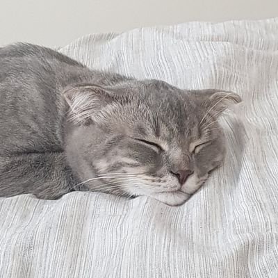 duke6565's profile picture. 🥉🇦🇪🇸🇾