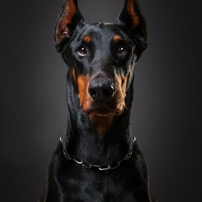 Inkadelucus1's profile picture. 