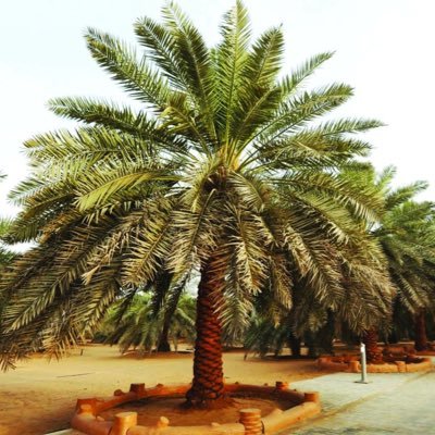 ذو العقل يشقى في النعيم بعقله ••••• وأخو الجهالة في الشقاوة ينعم