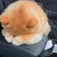 İsella Cül Kıpılgöz (@jaatay1) Twitter profile photo