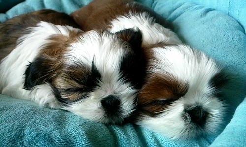 kshsky1988's profile picture. 군인 충성