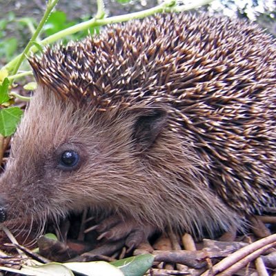 Enjoy eating slugs and other pests in the Palace garden in Hereford. Yum, yum!