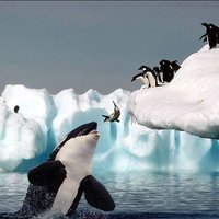 ファーストペンギン🇸🇱 (@kzxez0ecjdbox9n) 's Twitter Profile