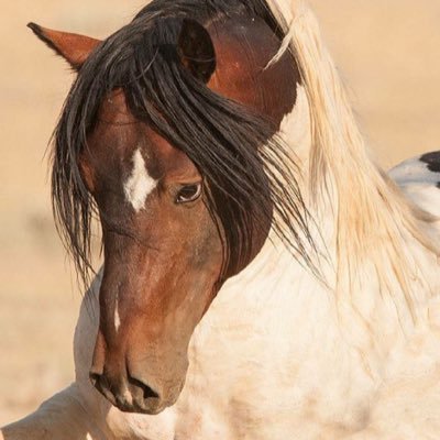 We are horse tack suppliers based in California & Our prices are unbeatable ! RELIABILITY & QUALITY is our mission statement.