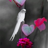 برنس صنعاء (@ali39382235) Twitter profile photo