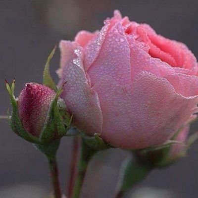 حدتني الدنيا على شي مابيه والمسأله ماعاد فيها طريقه. اللي يجيني جعل ربي يحييه. واللي يروح يسهل الله طريقه /احب الكزس/😏🌺