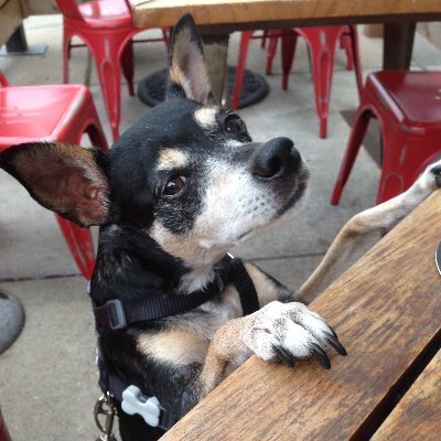 Monkey4Prez's profile picture. I'm a 14-year-old dog running for President. That makes me the youngest and oldest candidate in the race.