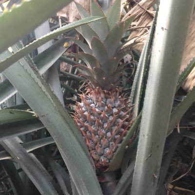 LuanTha10162977's profile picture. Normal