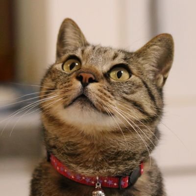 mirumari1015's profile picture. 猫と植物と天然石を偏愛。ミント🐈️8歳の下僕。趣味は園芸。PWアンバサダー2025になりました。音楽が好き。推しはGOOD BYE APRIL、The Charm Park、大橋ちっぽけ。