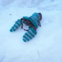 Cozy Lobster(@icantchose1) 's Twitter Profileg