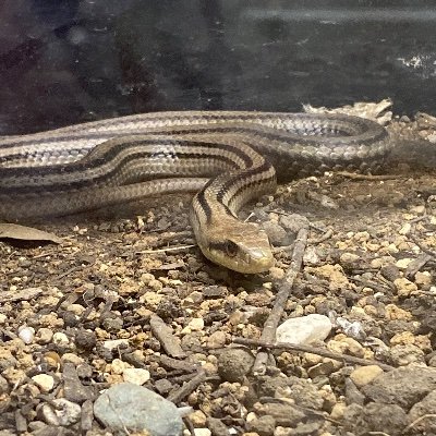 konekonekon1's profile picture. ウマ娘にMDにお空に...ゲームする時間ないけどしてしまう