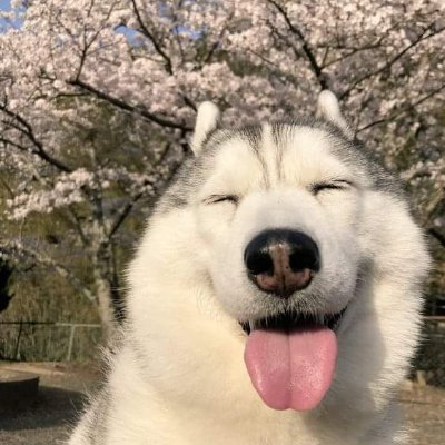 nikomatton's profile picture. หมอนวดชายสำหรับสุภาพสตรีครับ