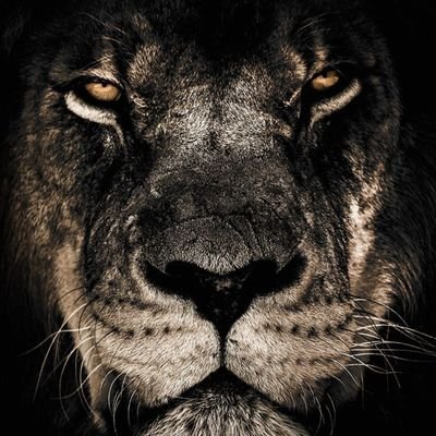 jedmond1277's profile picture. IT Professional, Proud Dad, Chicago Bears Fan, Chicago Bulls Fan, Knicks Fan, Syracuse Basketball Fan, Yankees Fan, Sports Fan!!, XboxOne, GMC