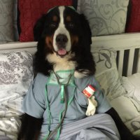 Theodore's Tales! (@mcflyathome) 's Twitter Profile