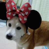 柴犬🐾まめちゃん❤️ (@mame0404ote) Twitter profile photo