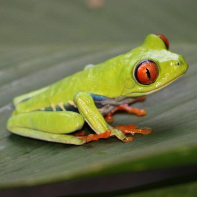 Learn more about amazing red-eyed tree frogs