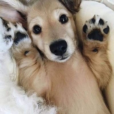 Happiness is a warm puppy.
☺ ✆ A simple #RT can help to save a Life! # Adopt don't #Shop ❤ Email👩🏻💻Pet_caree@Hotmail.com