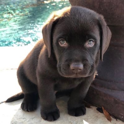 healsong737's profile picture. 