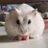 がんちゃん🍜ぼちぼち出撃中のTwitterプロフィール画像