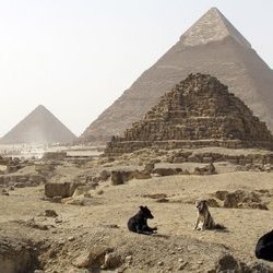 APolypeptide's profile picture. .