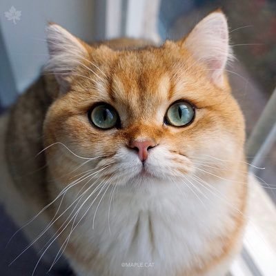 omar_farouq00's profile picture. Have they not reflected upon their own being?