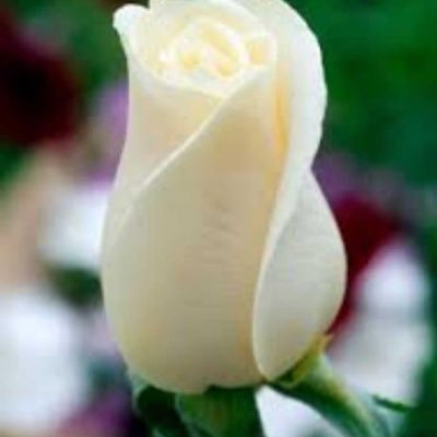 AbuzaidZiyad's profile picture. 