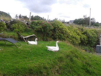 https://t.co/Hv5f2mYXfU   Ar scáth a chéile a mhairimis...