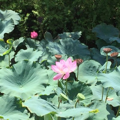 lHU17xs4I7QFGKq's profile picture. しばらくポストが無かったら、デジタルデトックスに成功したんだなと思ってください…。スマホ中毒辞めるぞ…💪