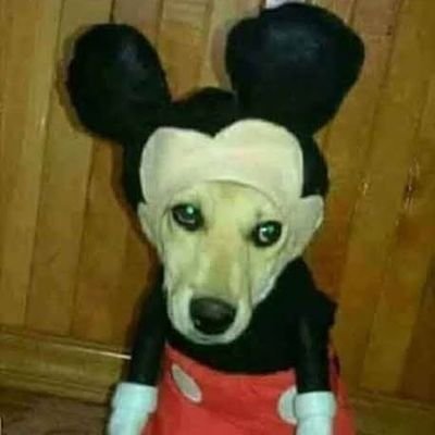 XacauQ's profile picture. disgraça niuma rapaiz