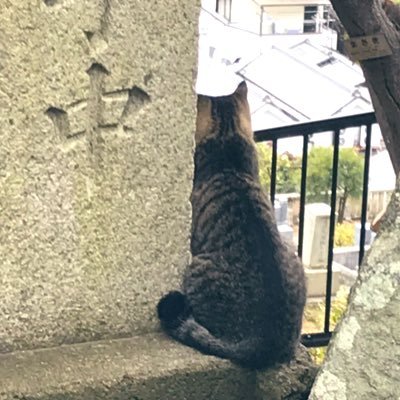 れんさんのプロフィール画像
