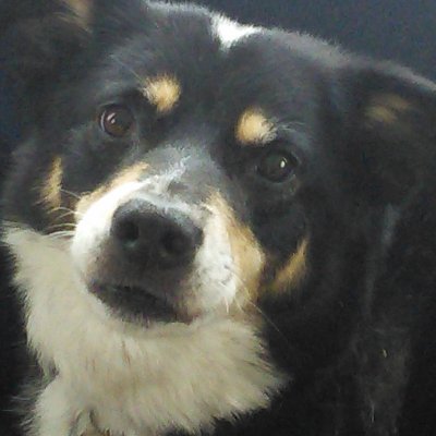 AMuddypaws's profile picture. Maker of things.  Spoons, wooden stuff, metal stuff, trains. OO gauge layout  'Bell End'.  
Happiest when mucking around in the garage.