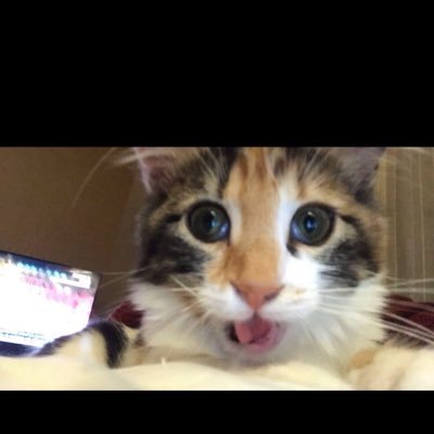 zapasyl's profile picture. 