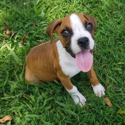 josec515's profile picture. 