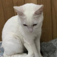MrsLongevityGeek (@longevitymrs) 's Twitter Profile