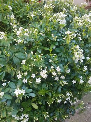 KhadidjaAit's profile picture. naïve