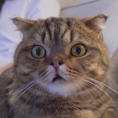 DKKs_DK's profile picture. (^=˃ᆺ˂) (=＾● ⋏ ●＾=) cat lover guy , cat code 👨‍💻 🐱