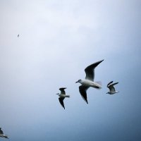 birbendenöte (@birbendennote) Twitter profile photo