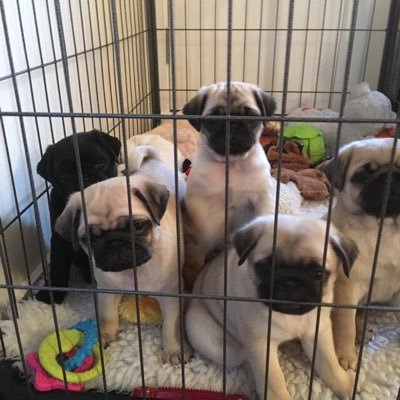 Joan69808961's profile picture. Love my Pugs🥰🥰 🐶🐶Love my music.. 🎼🎼❤️Proud of my Scottish roots and our wonderful people and country Independence someday soon🏴󠁧󠁢󠁳󠁣󠁴󠁿🏴󠁧󠁢󠁳󠁣󠁴󠁿