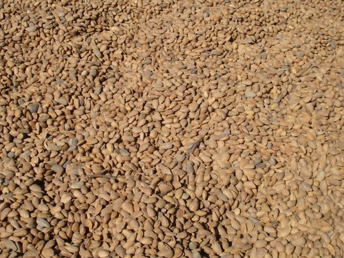 Agricultura ecológica