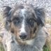 TracySunDog (@tracysundog) Twitter profile photo TracySunDog (@tracysundog) Twitter profile photo