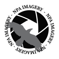 N.P.A. Images Agency(@NPAImages) 's Twitter Profile Photo