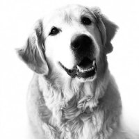 Nashville Center for Canine Behavior(@NashvilleCCB) 's Twitter Profile Photo