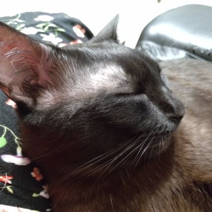 GatoPrecioso1's profile picture. Chemistry and Fashion Designer.