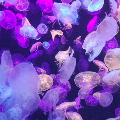 purplebarneyy's profile picture. 