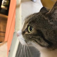Hung-Ju Chiang (@honruuuuu) 's Twitter Profile