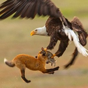 rabbit_buny's profile picture. It's like being stopped out by a bear & bull while trying to get a carrat