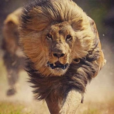 KOFILION_'s profile picture. ❤❤