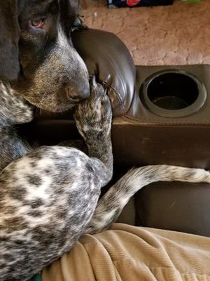 Gloria54810254's profile picture. Tired & Retired, love to knit, love God, Family, and Country! Enjoy my GrandCat and GrandDogs! New to the Tweeter! Be Kind 💗